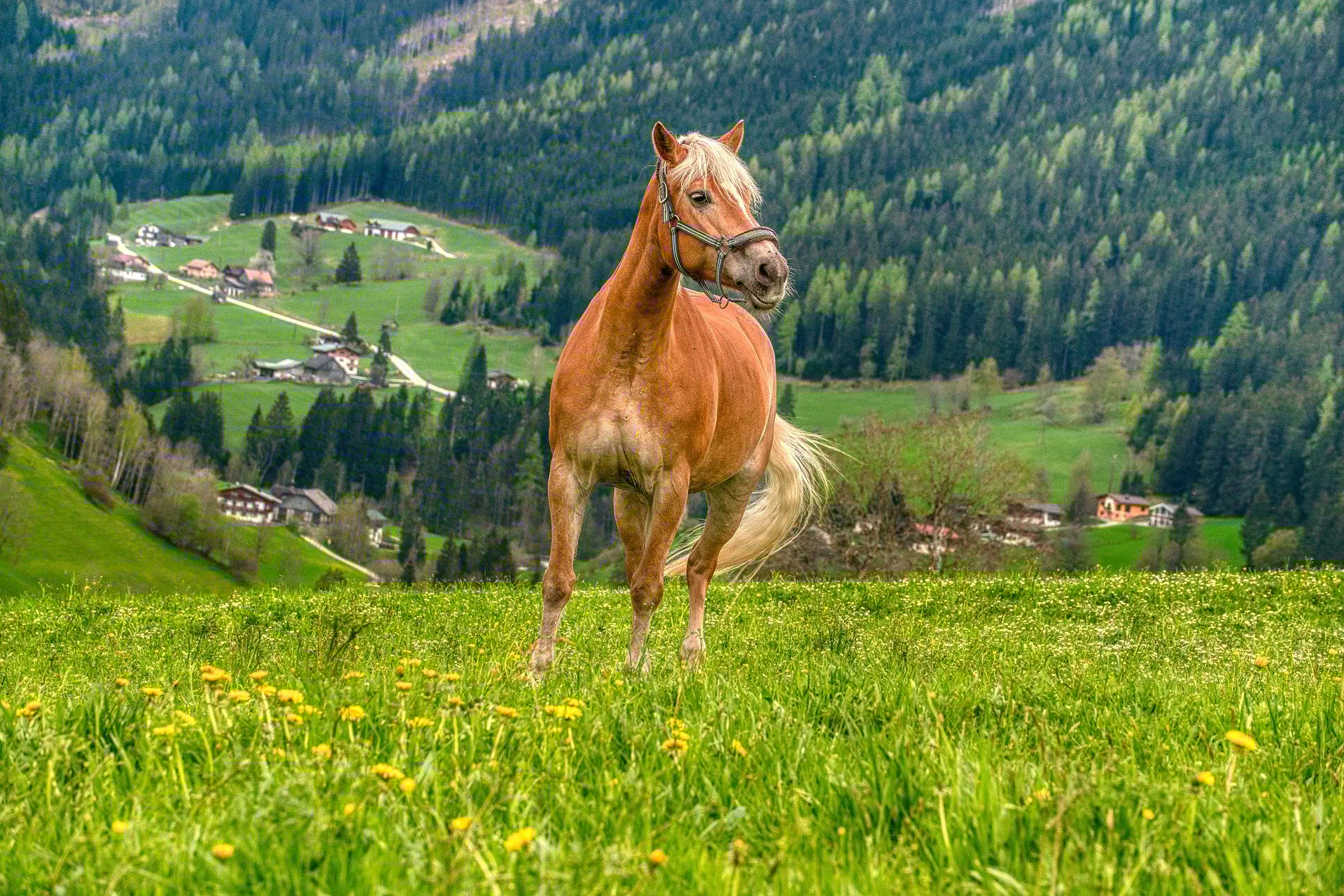 horse-8008038_1920.jpg